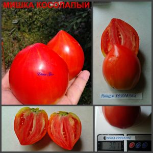 МИШКА КОСОЛАПЫЙ (BEAR BRUIN) - красное ароматное сердце, 10 семян