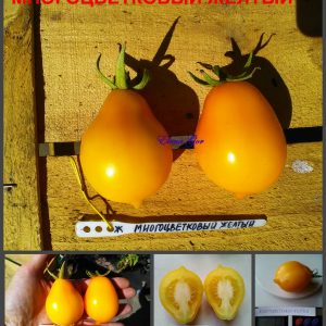 МНОГОЦВЕТКОВЫЙ ЖЕЛТЫЙ (MANY-FLOWERED YELLOW) - желтая сливка-грушка, 10 семян