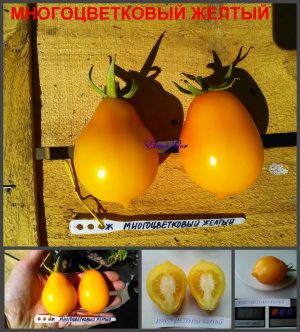 МНОГОЦВЕТКОВЫЙ ЖЕЛТЫЙ (MANY-FLOWERED YELLOW) - желтая сливка-грушка, 10 семян МНОГОЦВЕТКОВЫЙ ЖЕЛТЫЙ (MANY-FLOWERED YELLOW) - желтая сливка-грушка, 10 семян