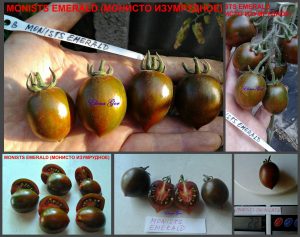 МОНИСТО ИЗУМРУДНОЕ (MONISTS EMERALD) - зеленая плотная сливка, 10 семян