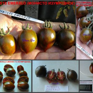 МОНИСТО ИЗУМРУДНОЕ (MONISTS EMERALD) - зеленая плотная сливка, 10 семян