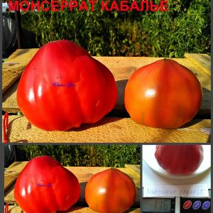 МОНСЕРРАТ КАБАЛЬЕ (Monserrat Kabal'e) - красное сплющенное сердце, 10 семян