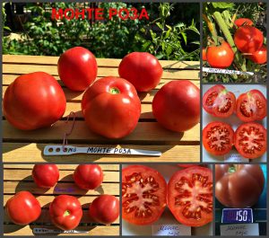 МОНТЕ РОЗА (MONTE ROSA) - ранняя розовая сливка, 10 семян