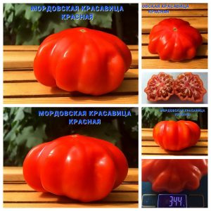 МОРДОВСКАЯ КРАСАВИЦА КРАСНАЯ (MORDOVIAN BEAUTY F5) - ранний сплющенный красный томат, 10 семян