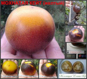 МОХНАТАЯ КЕЙТ ЖЕЛТЫЙ (WOOLY KATE YELLOW) - пушистый сине-желтый томат, антоциан, 10 семян