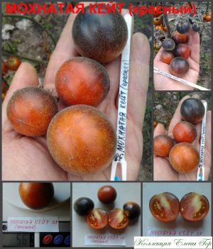 МОХНАТАЯ КЕЙТ КРАСНЫЙ (WOOLY KATE RED) - пушистый сине-красный томат, антоциан, 10 семян