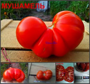 МУШАМЕЛЬ (MUCHAMIEL) - сплющенный красный ребристый томат, 10 семян МУШАМЕЛЬ (MUCHAMIEL) - сплющенный красный ребристый томат, 10 семян