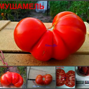 МУШАМЕЛЬ (MUCHAMIEL) - сплющенный красный ребристый томат, 10 семян