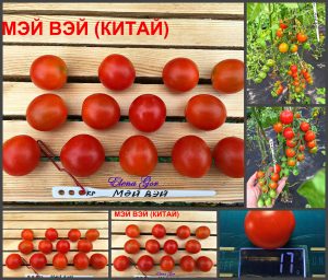 МЭЙ ВЭЙ (MEI WEI) - ультра-ранний сладкий красный черри, 10 семян