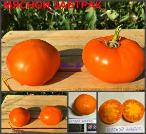 МЯСНОЙ ЗАВТРАК (MEAT BREAKFAST) - оранжевый бифштекс, 10 семян