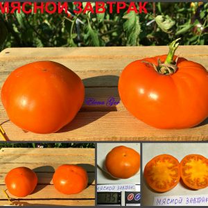 МЯСНОЙ ЗАВТРАК (MEAT BREAKFAST) - оранжевый бифштекс, 10 семян