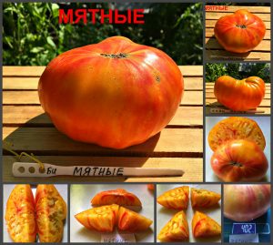 МЯТНЫЕ (MINT, PEPPERMINT) - плоский крупный биколор, 10 семян