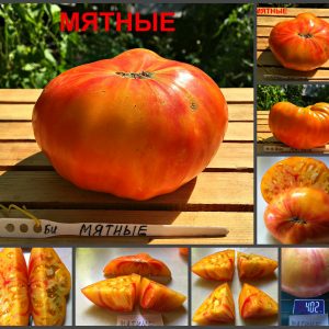 МЯТНЫЕ (MINT, PEPPERMINT) - плоский крупный биколор, 10 семян
