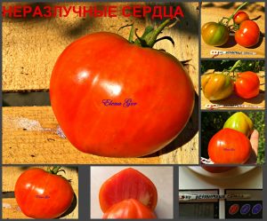 НЕРАЗЛУЧНЫЕ СЕРДЦА (INSEPARABLE HEARTS) - раннее красное сердце, 10 семян