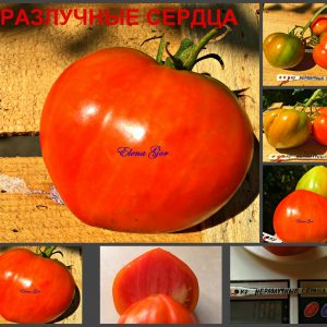 НЕРАЗЛУЧНЫЕ СЕРДЦА (INSEPARABLE HEARTS) - раннее красное сердце, 10 семян