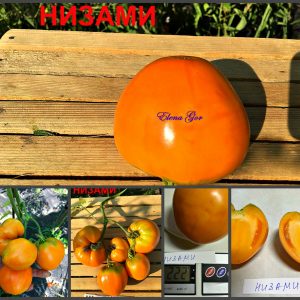 НИЗАМИ (NIZAMI) - оранжевое сердце, 10 семян