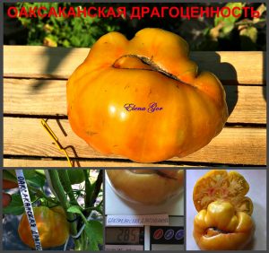 ОАКСАКАНСКАЯ ДРАГОЦЕННОСТЬ (OAXACANA JEWEL) - ранний оранжевый приплюснутый биколор, 10 семян