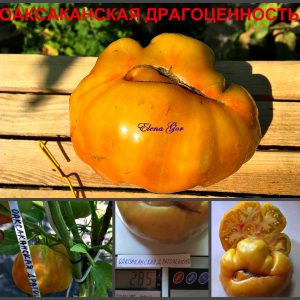 ОАКСАКАНСКАЯ ДРАГОЦЕННОСТЬ (OAXACANA JEWEL) - ранний оранжевый приплюснутый биколор, 10 семян