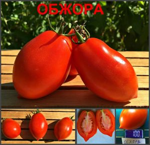 ОБЖОРА (ОBZHORA) - ранняя полевая урожайная красная сливка, 10 семян ОБЖОРА (ОBZHORA) - ранняя полевая урожайная красная сливка
