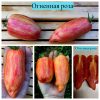 ОГНЕННАЯ РОЗА (FUEGO ROSA) - ранняя пестрая розовая сливка, 10 семян