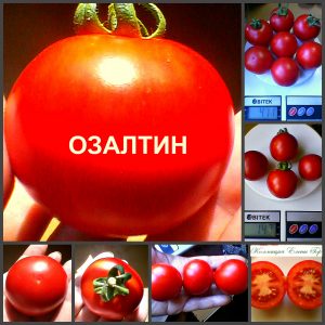 ОЗАЛТИН (OZALTIN) - красный сладкий круглый томат