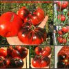 ОЗАРК ЗАКАТ КРАСНЫЙ (OZARK SUNSET RED) - сине-красный приплюснутый томат, антоциан, 10 семян Сорт томатов ОЗАРК ЗАКАТ КРАСНЫЙ ПРИПЛЮСНУТЫЙ