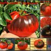 ОЗАРК ЗАКАТ КРАСНЫЙ (OZARK SUNSET RED) - сине-красный приплюснутый томат, антоциан, 10 семян 3422 Сорт томатов ОЗАРК ЗАКАТ КРАСНЫЙ ПРИПЛЮСНУТЫЙ 3422