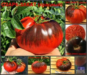 ОЗАРК ЗАКАТ КРАСНЫЙ (OZARK SUNSET RED) - сине-красный округлый томат, антоциан, 10 семян ОЗАРК ЗАКАТ КРАСНЫЙ (OZARK SUNSET RED) - сине-красный округлый томат, антоциан, 10 семян
