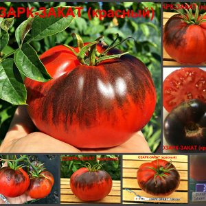 ОЗАРК ЗАКАТ КРАСНЫЙ (OZARK SUNSET RED) - сине-красный округлый томат, антоциан, 10 семян