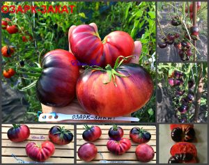 ОЗАРК ЗАКАТ РОЗОВЫЙ (OZARK SUNSET PINK) - сине-малиновый томат, антоциан, 10 семян