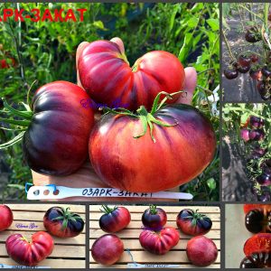 ОЗАРК ЗАКАТ РОЗОВЫЙ (OZARK SUNSET PINK) - сине-малиновый томат, антоциан, 10 семян