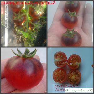 Ранние томаты ОКРАШЕННЫЙ РОЗОВЫЙ