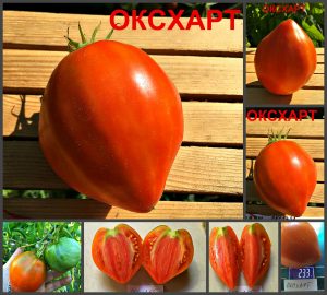 ОКСХАРТ (OXSART, EXHORT) - красное плотное сердце, 10 семян