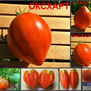 ОКСХАРТ (OXSART, EXHORT) - красное плотное сердце, 10 семян