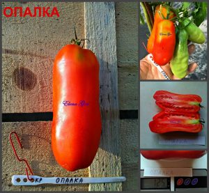 ОПАЛКА (OPALKA) - красная перцевидная сливка, 10 семян