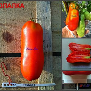 ОПАЛКА (OPALKA) - красная перцевидная сливка, 10 семян