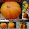 ОРАНЖЕВАЯ ЯГОДА (ORANGE BERRY) - сладкий приплюснутый биколор, 10 семян