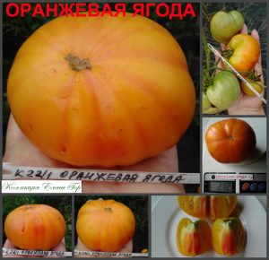 ОРАНЖЕВАЯ ЯГОДА (ORANGE BERRY) - сладкий приплюснутый биколор, 10 семян ОРАНЖЕВАЯ ЯГОДА (ORANGE BERRY) - сладкий приплюснутый биколор, 10 семян