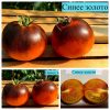 Сорт томатв ОРАНЖЕВО-СИНИЙ