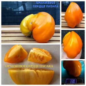 ОРАНЖЕВОЕ СЕРДЦЕ ПАСАКА (ORANGE HEART PASAK) - оранжевое плотное сердце, 5 семян