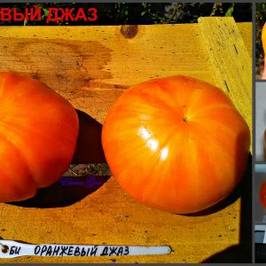 ОРАНЖЕВЫЙ ДЖАЗ (ORANGE JAZZ) - сладкий оранжевый приплюснутый, 10 семян