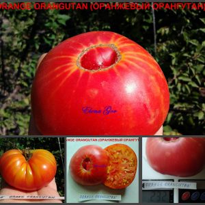 ОРАНЖЕВЫЙ ОРАНГУТАН (ORANGE ORANGUTAN) - сладкий приплюснутый биколор, 10 семян