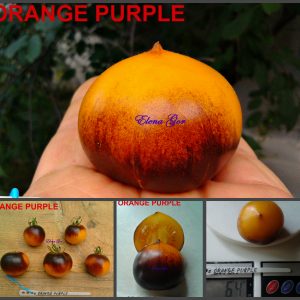 ОРАНЖЕВЫЙ ФИОЛЕТОВЫЙ (ORANGE PURPLE) - очень сладкий округлый томат