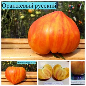 ОРАНЖЕВЫЙ РУССКИЙ 117 (ORANGE RUSSIAN 117) - оранжевое сердце-биколор, 10 семян