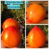 ОРАНЖЕВЫЙ РУССКИЙ 117 (ORANGE RUSSIAN 117) - оранжевое сердце-биколор, 10 семян 3449 ОРАНЖЕВЫЙ РУССКИЙ 117 (ORANGE RUSSIAN 117) - оранжевое сердце-биколор, 10 семян 3449