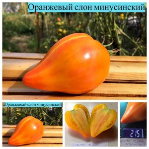 ОРАНЖЕВЫЙ СЛОН МИНУСИНСКИЙ (ORANGE ELEPHANT MINUSINSKY) - оранжевое сердце-биколор, 5 семян