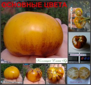 ОСНОВНЫЕ ЦВЕТА (PRIMARY COLORS) - желтый округлый биколор, антоциан, 10 семян ОСНОВНЫЕ ЦВЕТА (PRIMARY COLORS) - желтый округлый биколор
