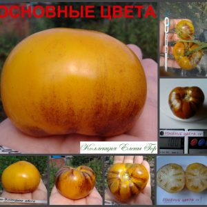 ОСНОВНЫЕ ЦВЕТА (PRIMARY COLORS) - желтый округлый биколор