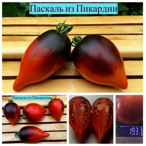 ПАСКАЛЬ ИЗ ПИКАРДИИ КРАСНЫЙ - ранняя сине-красная сливка