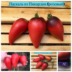 ПАСКАЛЬ ИЗ ПИКАРДИИ (PASCAL DE PICARDIE) - ранняя сине-розовая сладкая сливка, антоциан